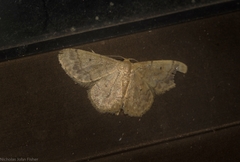 Idaea pilosata