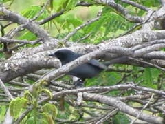 Melaenornis pammelaina ater