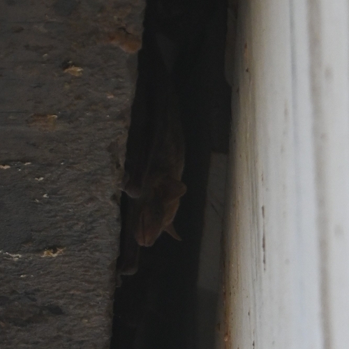 Naked-rumped Tomb Bat