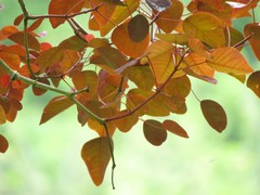 Euphorbia cotinifolia