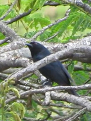 Melaenornis pammelaina ater