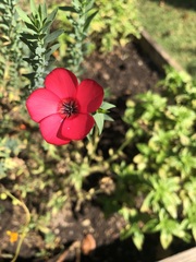 Linum grandiflorum