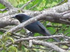 Melaenornis pammelaina ater