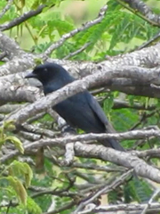 Melaenornis pammelaina ater