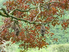 Euphorbia cotinifolia