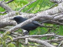 Melaenornis pammelaina ater