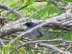 Melaenornis pammelaina ater