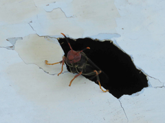 Polistes erythrocephalus