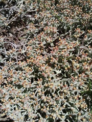 Helichrysum litorale