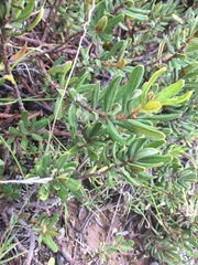 Comarostaphylis
