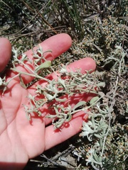 Helichrysum litorale