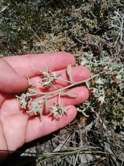 Helichrysum litorale