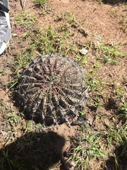 Ferocactus macrodiscus macrodiscus
