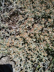 Helichrysum litorale
