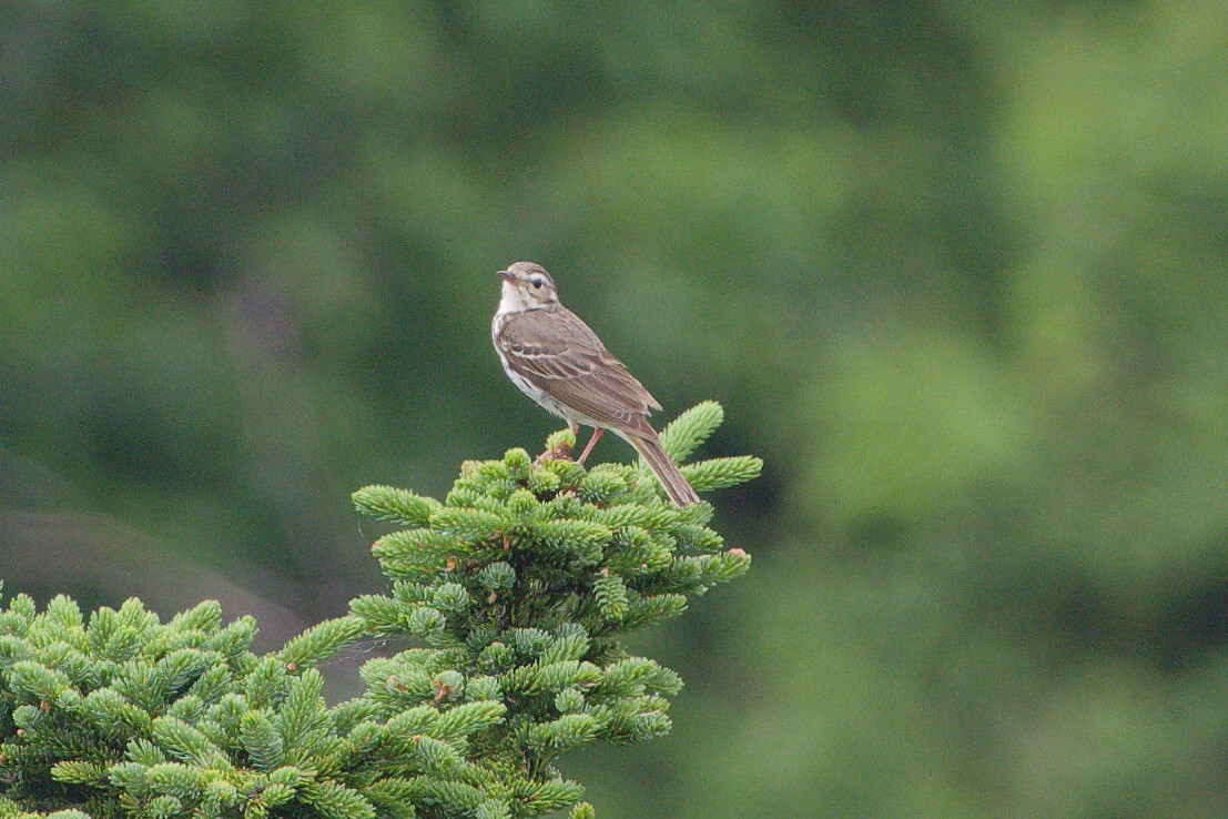 Anthus hodgsoni Richmond, 1907