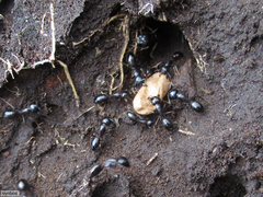 Camponotus empedocles