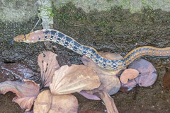 Coelognathus radiatus