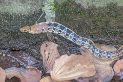 Coelognathus radiatus