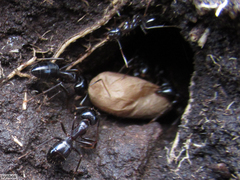 Camponotus empedocles