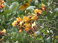 Erythrina fusca