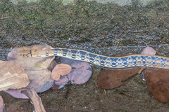 Coelognathus radiatus