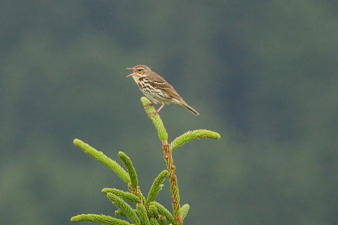 Anthus hodgsoni Richmond, 1907