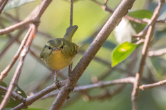 Phylloscopus goodsoni