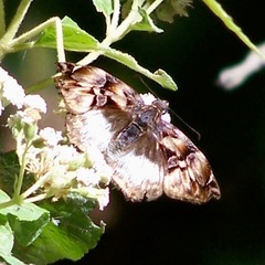 Noctuana lactifera