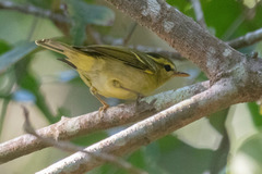 Phylloscopus goodsoni