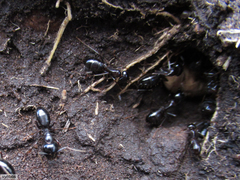 Camponotus empedocles