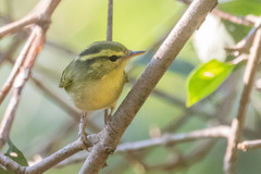 Phylloscopus goodsoni