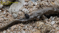 Thanatophilus rugosus