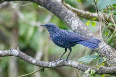 Myophonus caeruleus caeruleus