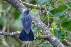Myophonus caeruleus caeruleus