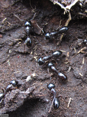 Camponotus empedocles