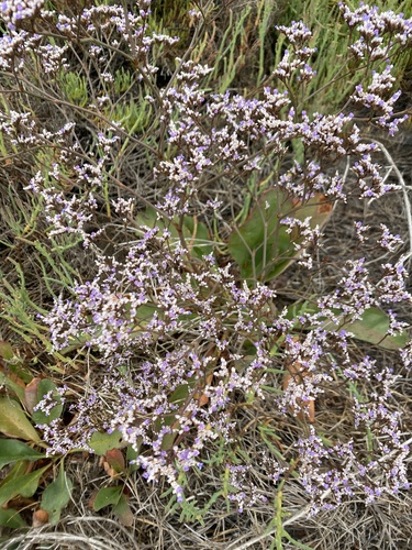 iNaturalist observation photo of Sea-Lavenders