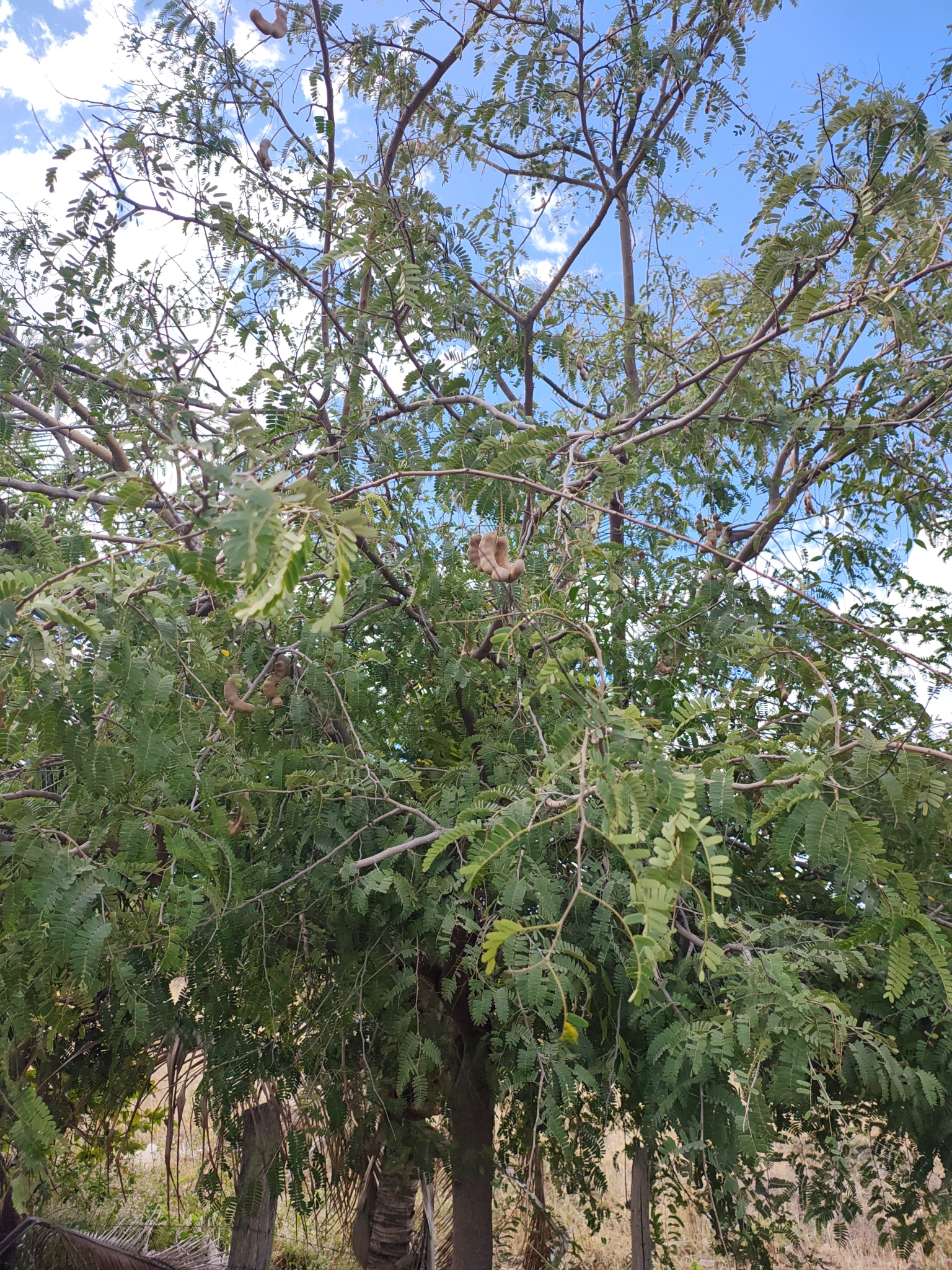 Tamarindus indica