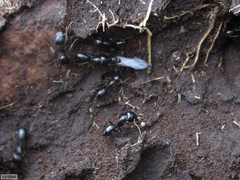 Camponotus empedocles