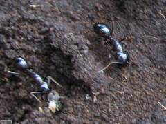 Camponotus empedocles