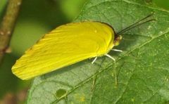 Pyrisitia dina westwoodi