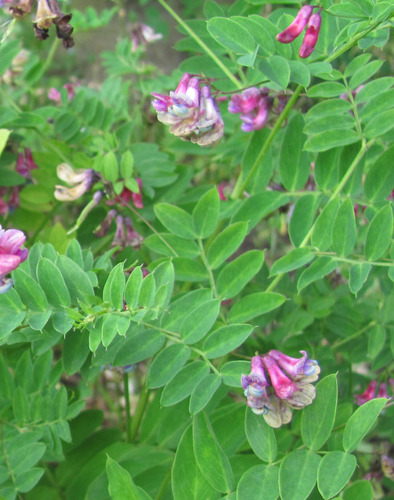 Black pea (Lathyrus niger)
