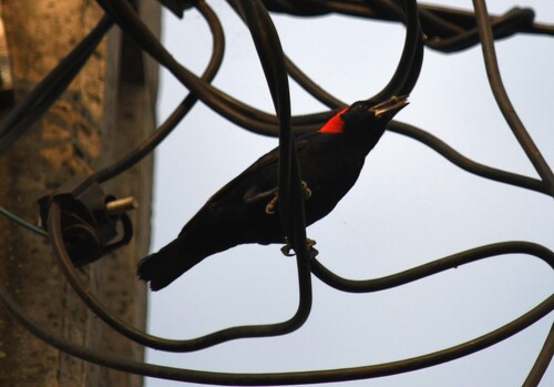 Red-headed Malimbe