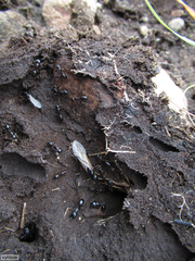 Camponotus empedocles