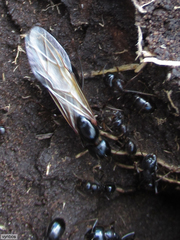 Camponotus empedocles