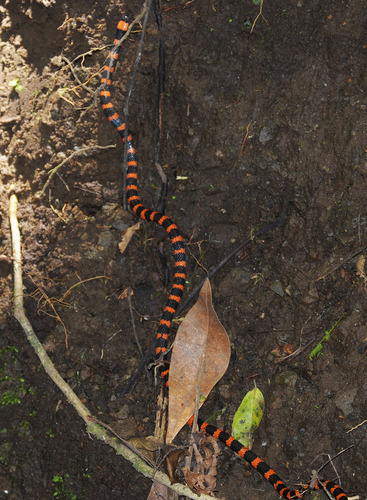 Photo of a Many-banded Coral Snake (Micrurus multifasciatus)