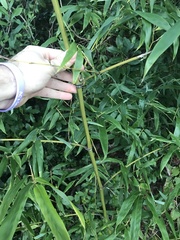 Schizostachyum