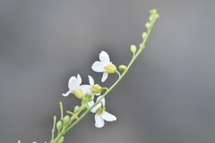 Crambe filiformis