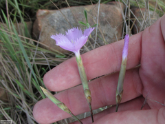 Dianthus zeyheri