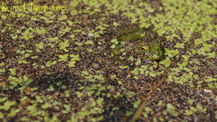 Pelophylax chosenicus