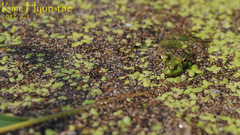 Pelophylax chosenicus